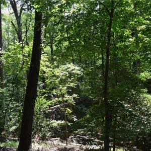 Photo #40 of 1344-1540 NC Highway 89, Danbury, NC 90.0 acres