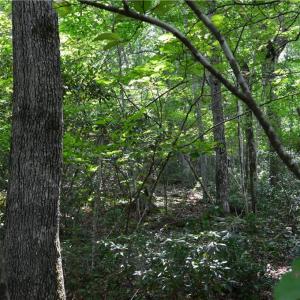 Photo #35 of 1344-1540 NC Highway 89, Danbury, NC 90.0 acres