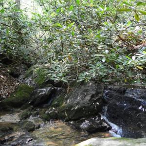 Photo #31 of 1344-1540 NC Highway 89, Danbury, NC 90.0 acres