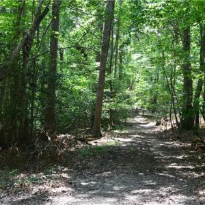 Photo #39 of 1344-1540 NC Highway 89, Danbury, NC 90.0 acres