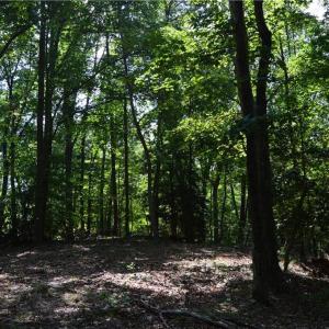 Photo #29 of 1344-1540 NC Highway 89, Danbury, NC 90.0 acres