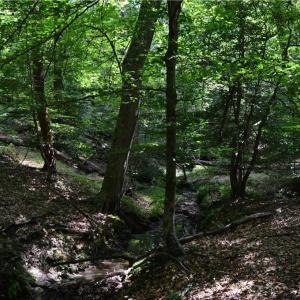 Photo #21 of 1344-1540 NC Highway 89, Danbury, NC 90.0 acres