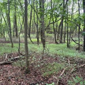 Photo #12 of 1731 Sandy Cross, Reidsville, NC 44.2 acres