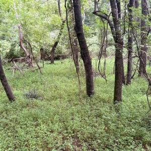 Photo #9 of 1731 Sandy Cross, Reidsville, NC 44.2 acres