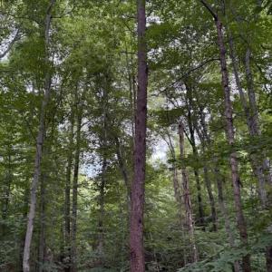 Photo #10 of 1731 Sandy Cross, Reidsville, NC 44.2 acres