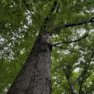 Photo #11 of 1731 Sandy Cross, Reidsville, NC 44.2 acres