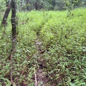 Photo #8 of 1731 Sandy Cross, Reidsville, NC 44.2 acres