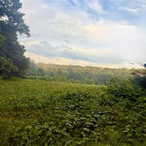Lot from Top of Curve Looking down - Area is being Cleared of all small trees and kudzu