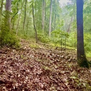 Wooded area
