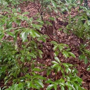 Wooded area