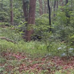 Wooded area