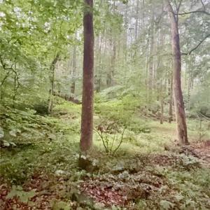 Wooded area