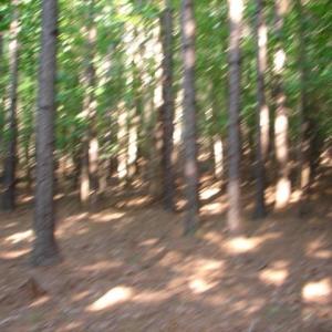 Photo #7 of High Pine Church, Asheboro, NC 32.1 acres