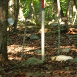 Photo #5 of High Pine Church, Asheboro, NC 32.1 acres