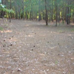 Photo #9 of High Pine Church, Asheboro, NC 32.1 acres