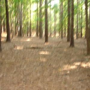 Photo #8 of High Pine Church, Asheboro, NC 32.1 acres