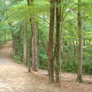 Photo #23 of High Pine Church, Asheboro, NC 32.1 acres