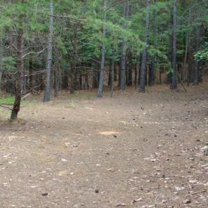 Photo #13 of High Pine Church, Asheboro, NC 32.1 acres