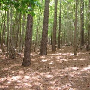 Photo #17 of High Pine Church, Asheboro, NC 32.1 acres