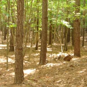 Photo #16 of High Pine Church, Asheboro, NC 32.1 acres