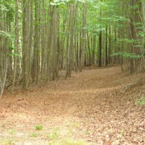 Photo #10 of High Pine Church, Asheboro, NC 32.1 acres