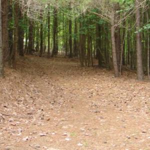 Photo #14 of High Pine Church, Asheboro, NC 32.1 acres