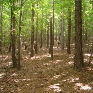 Photo #18 of High Pine Church, Asheboro, NC 32.1 acres