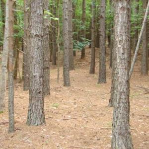 Photo #15 of High Pine Church, Asheboro, NC 32.1 acres