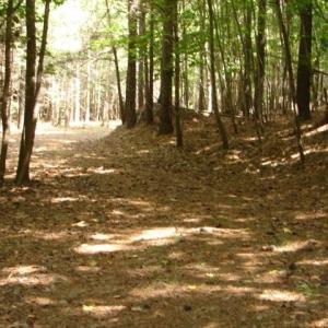 Photo #11 of High Pine Church, Asheboro, NC 32.1 acres