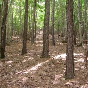 Photo #19 of High Pine Church, Asheboro, NC 32.1 acres