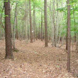 Photo #21 of High Pine Church, Asheboro, NC 32.1 acres