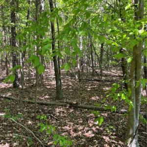 Photo #6 of Hardy, Harmony, NC 32.4 acres
