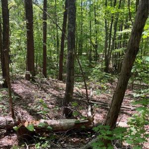 Photo #12 of Hardy, Harmony, NC 32.4 acres