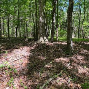 Photo #7 of Hardy, Harmony, NC 32.4 acres