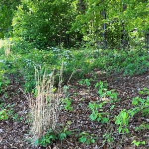 Photo #5 of Hardy, Harmony, NC 32.4 acres