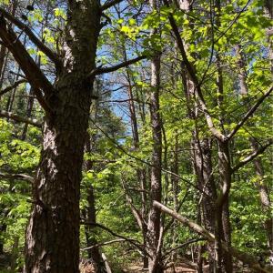 Photo #9 of Hardy, Harmony, NC 32.4 acres