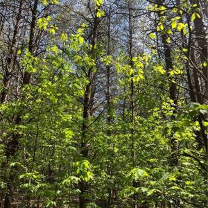 Photo #8 of Hardy, Harmony, NC 32.4 acres