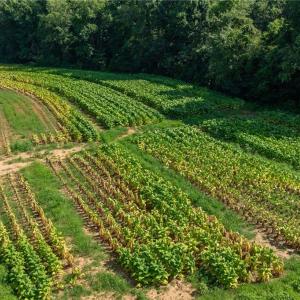 Photo #10 of High Point, Kernersville, NC 15.0 acres