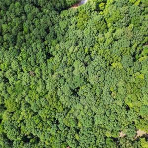 Photo #6 of Palomino, Carthage, NC 0.8 acres
