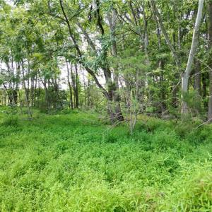 Photo #18 of NC Highway 49, Denton, NC 60.0 acres