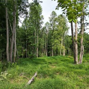 Photo #21 of NC Highway 49, Denton, NC 60.0 acres