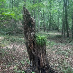 Photo #20 of 1392 Mission, Danbury, NC 18.3 acres