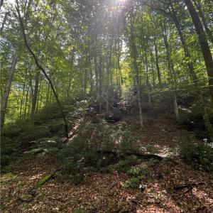 Photo #18 of 1392 Mission, Danbury, NC 18.3 acres