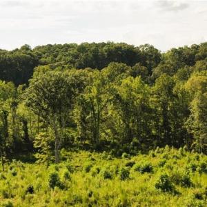 Photo #23 of Lot 7 Thayer, Trinity, NC 18.8 acres