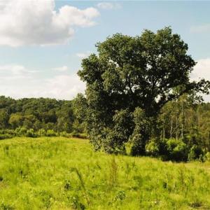 Photo #17 of Lot 7 Thayer, Trinity, NC 18.8 acres