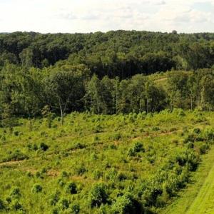 Photo #3 of Lot 7 Thayer, Trinity, NC 18.8 acres