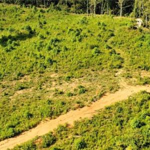 Photo #14 of Lot 7 Thayer, Trinity, NC 18.8 acres