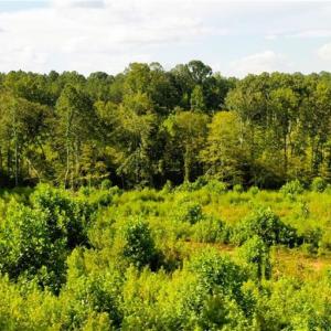 Photo #28 of Lot 7 Thayer, Trinity, NC 18.8 acres