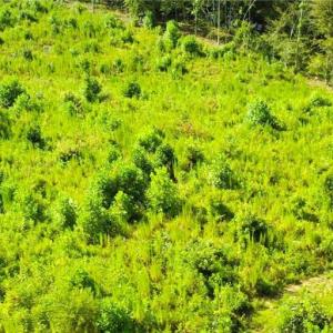 Photo #30 of Lot 7 Thayer, Trinity, NC 18.8 acres