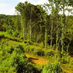 Photo #15 of Lot 7 Thayer, Trinity, NC 18.8 acres